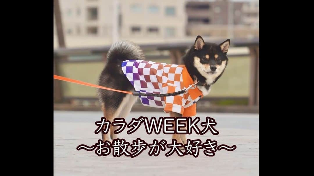 日本テレビ「秋のカラダWEEK」のインスタグラム：「. #ウオーキングバトル珍風景🐾  ⋱＼　　　　🐶／⋰ 　✅#東京都 参加 　#カラダWEEK犬 　　水辺を街中を 　　　歩く歩く‼ ／⋰🐕　　　　⋱＼  ラストスパート👍🏼 無理せず休まず歩こう🙏🏼  🏁#カラダWEEK [あす5日まで] #ウオーキングバトル 参加は👇🏼 https://karada-week.sportstown-walker.jp/」