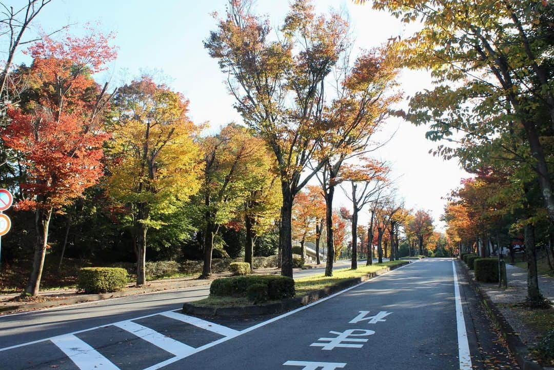 川端魁人さんのインスタグラム写真 - (川端魁人Instagram)「紅葉🍁×中京大学豊田キャンパス🎓  自然豊かなキャンパス🌲  #中京大学　#紅葉　#カメラ男子　#🍁　#📷」11月4日 14時22分 - kit_817kk