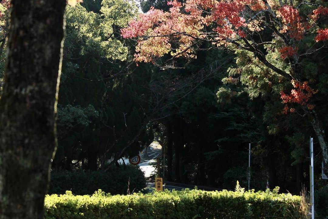 川端魁人さんのインスタグラム写真 - (川端魁人Instagram)「紅葉🍁×中京大学豊田キャンパス🎓  自然豊かなキャンパス🌲  #中京大学　#紅葉　#カメラ男子　#🍁　#📷」11月4日 14時22分 - kit_817kk