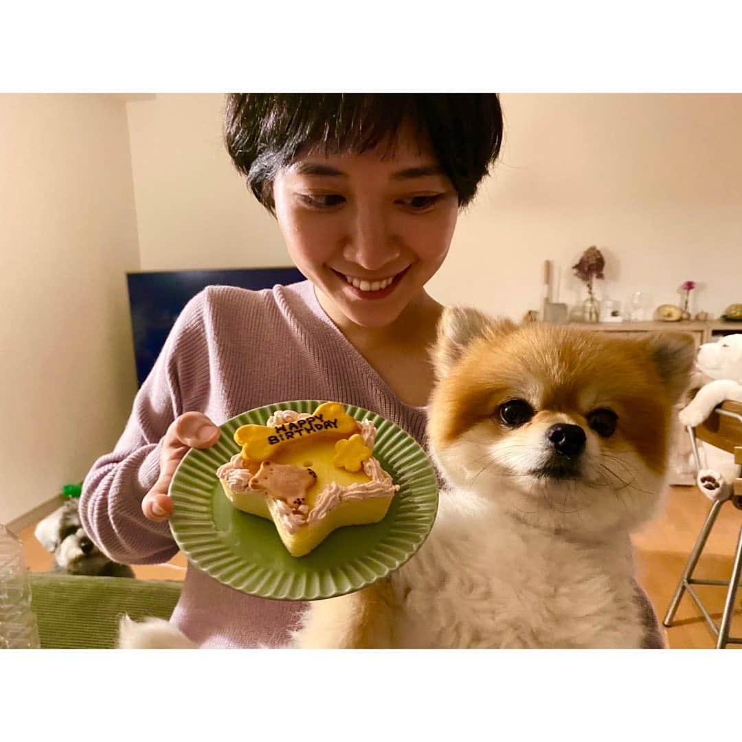吉谷彩子のインスタグラム：「コンタくん、 11月1日で５歳の誕生日でした🎂  ダイエット中なので、 ケーキは小芋ちゃんと半分こ🐶  実は後ろで見てる小芋。笑」