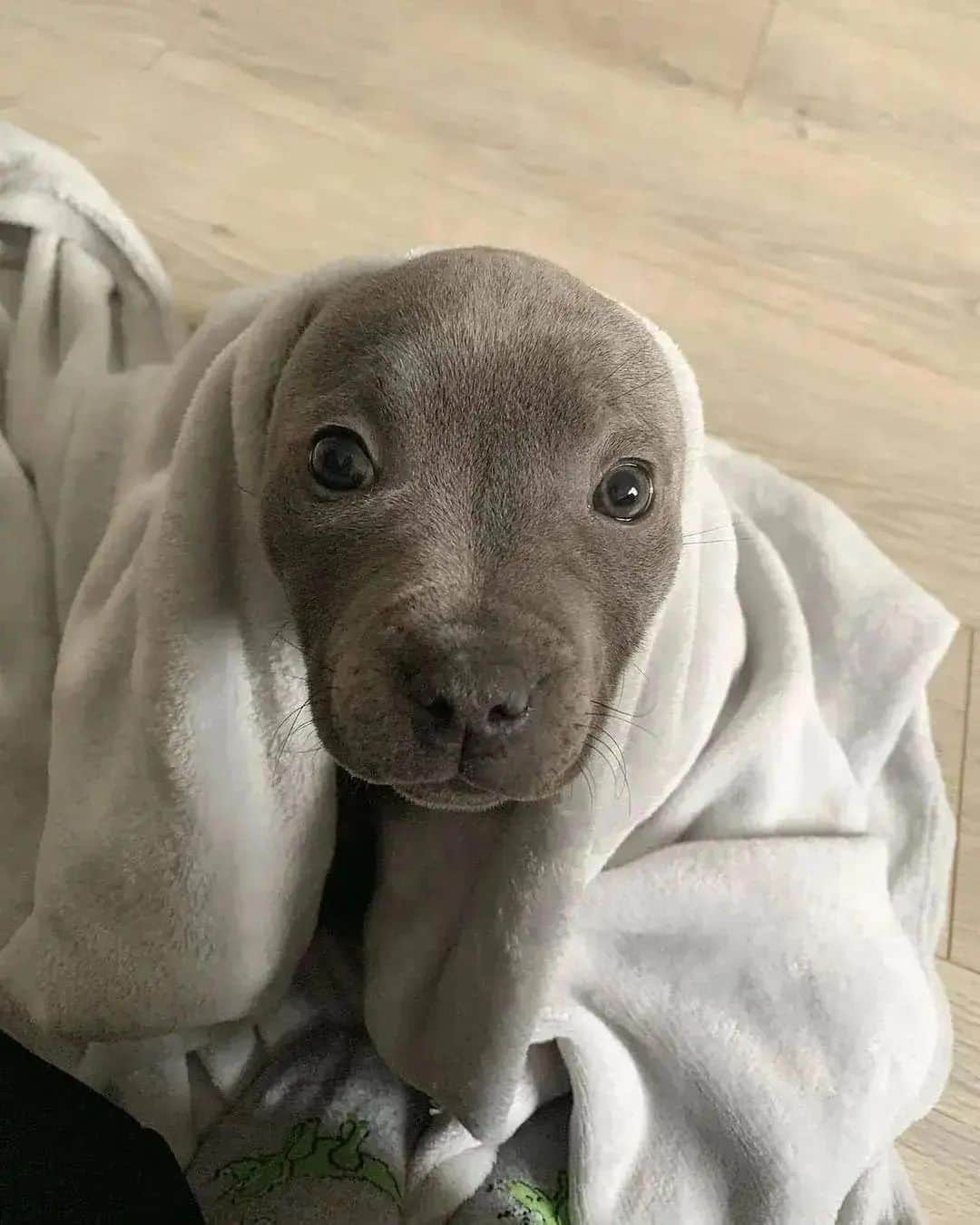 Pit Bull - Fansのインスタグラム：「Hello you ☺️ - @lifeofpenny_blue.staffy」