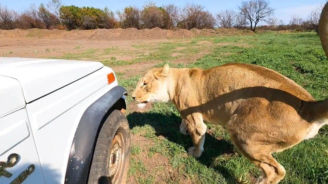 Kevin Richardson LionWhisperer のインスタグラム