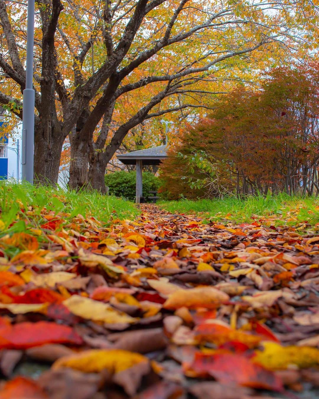 木村真人のインスタグラム：「紅葉、縦構図 #紅葉 ＃八戸 #canoneos #eoskissx7 #sigma30mmf14 #ファインダー越しの私の世界」