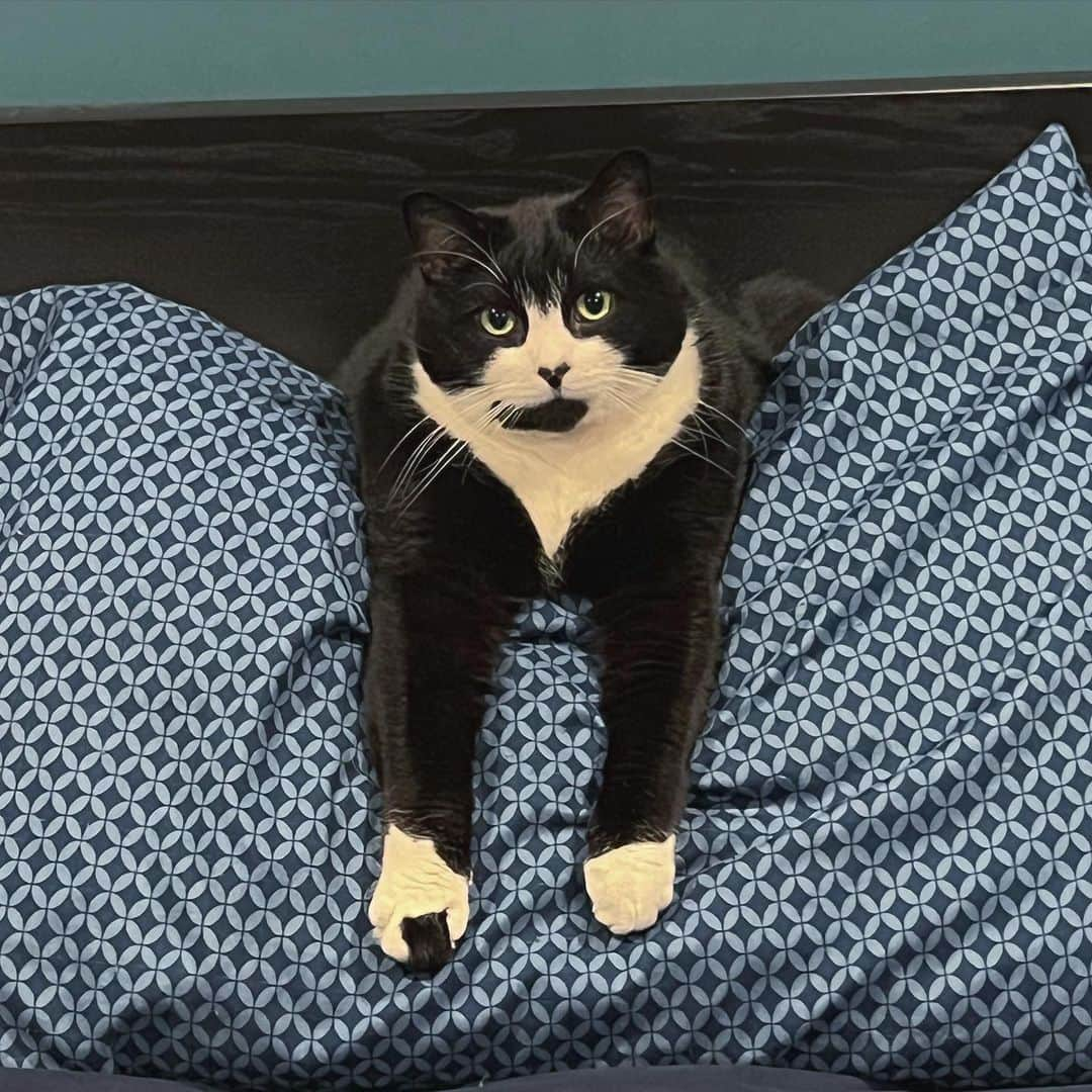 Tuxedo Cat Brosのインスタグラム：「Walked into the bedroom to find Jack chillin’ like this. Happy Friday, friends!!」