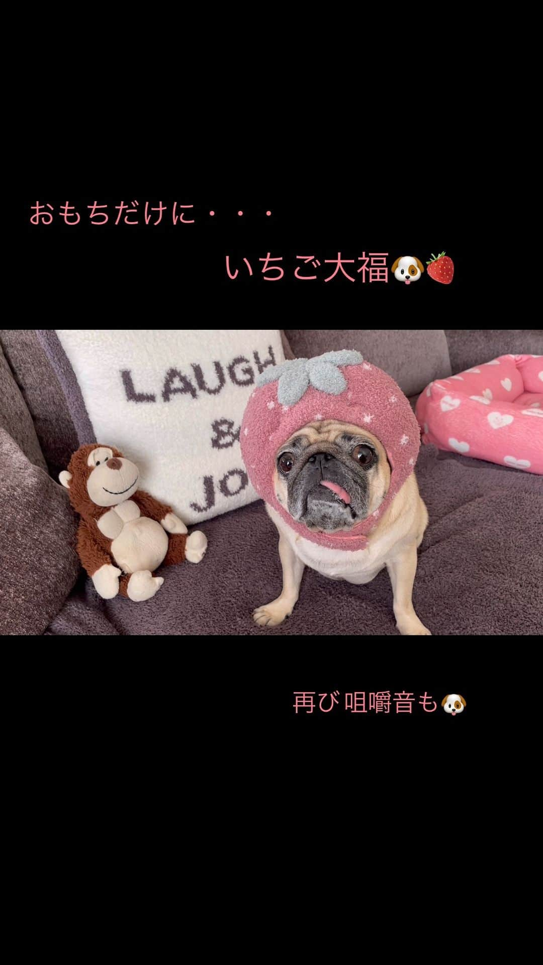 真飛聖のインスタグラム：「🐶🍓  ジェラピケの可愛いストロベリーキャップ🍓 おもちが被ると・・・『いちご大福🐶🍓』  #パグ#pug#女の子 #おもち #もちtube  #ジェラートピケ #ストロベリーキャップ」