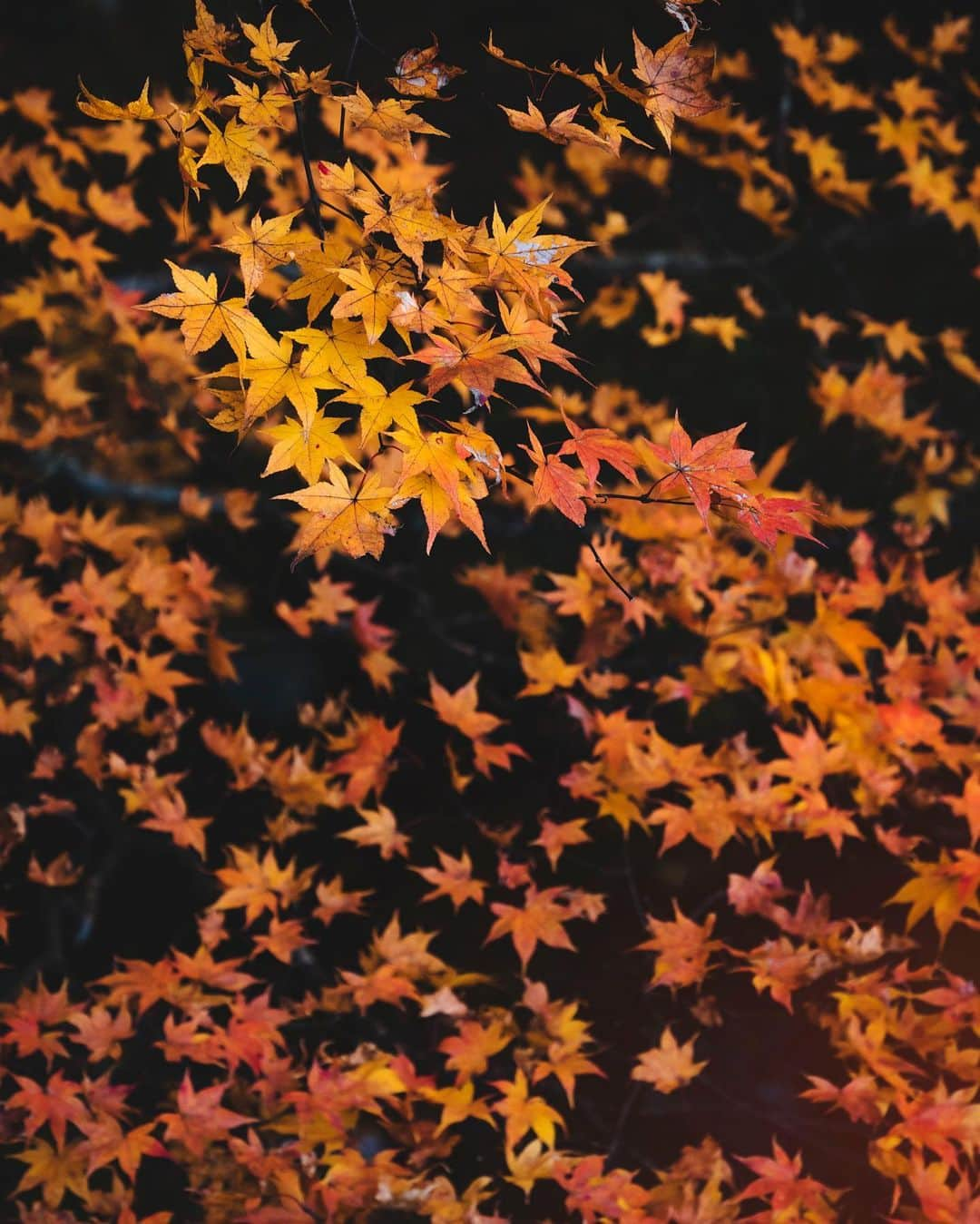 黒口那津さんのインスタグラム写真 - (黒口那津Instagram)「📸 @shuntosato   奥日光での撮影🍁  はじめて日光に行ったんだけど、こんなにいいところ早くきたかった〜🥺🤍って思うほど最高に楽しい撮影&旅行になりました🥰今が日光は紅葉ピークとかかな？？  旅行先のグルメもまとめた投稿したいな👍本当に美味しすぎて翌日も行ったご飯屋さん紹介するね🥺🤍  しゅんとさん✨いつも素敵な写真とってくれます😊✨✨ #日光 #奥日光 #西ノ湖 #ウェディングフォト #プレ花嫁」11月4日 21時04分 - rmn69bnn