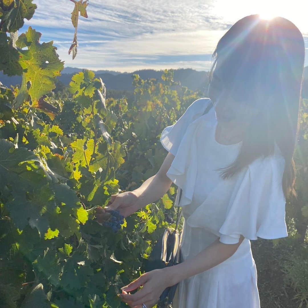 加藤綾子のインスタグラム：「* 新婚旅行でナパバレーへ！ ワイナリー巡りをしました🍷 広大な敷地に広がるブドウ畑が本当に美しくて感動✨ 訪れたワイナリーどれもが素敵で また行きたい！そう思わせてくれる素敵な場所でした🙆‍♀️  #ナパバレー #napavalley #promontory #コロナ禍で行けなかった #新婚旅行 #やっと#行けました」