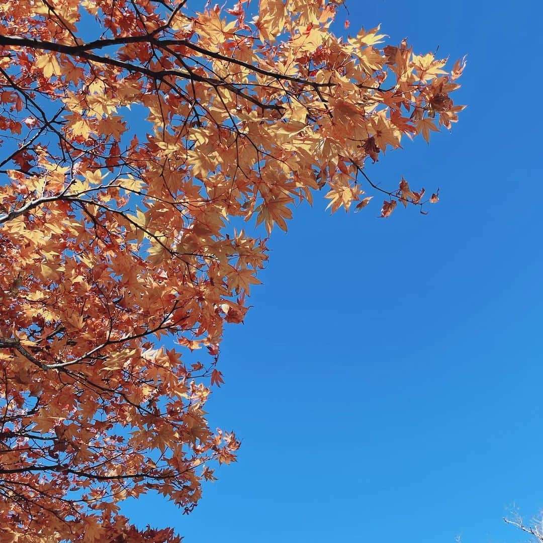 樋口柚子のインスタグラム：「紅葉を見に関東滝旅へ☺️ 竜頭の滝〜華厳ノ滝〜袋田の滝  春の終わりというか夏の初めというかに 那智の滝も見に行ったので、 日本三名瀑コンプリート🌿🍁」
