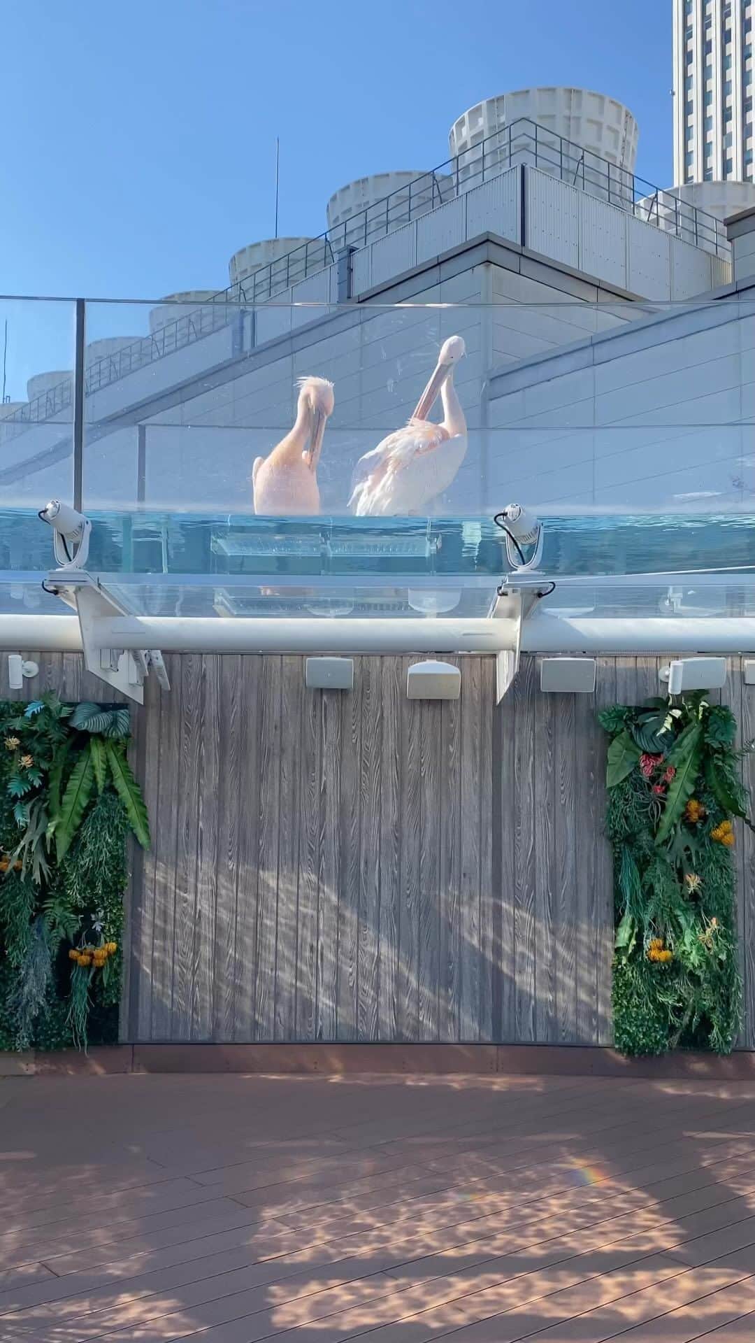 藤井祥子のインスタグラム：「. 🍑〻〻🍑〻〻🍑 🦢〻〻🦢〻〻🦢 .」