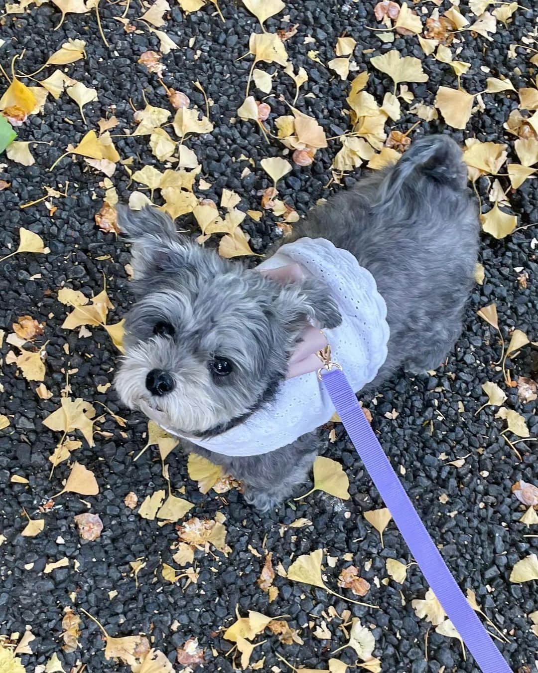 橘珠里さんのインスタグラム写真 - (橘珠里Instagram)「𝗛𝗮𝘃𝗲 𝗮 𝗹𝗼𝘃𝗲𝗹𝘆 𝘄𝗲𝗲𝗸𝗲𝗻𝗱🍂  銀杏並木 色付いてきていて綺麗でした  #銀杏並木 #いちょう並木 #イチョウ並木 #外苑前いちょう並木 #外苑銀杏並木 #神宮外苑いちょう並木 #神宮外苑イチョウ並木 #イチョウ #いちょう #銀杏 #マルプー #マルプー連合 #わんこのいる生活 #わんことお出かけ #ginkgotree #ginkgoleaves #ginkgotrees #gaienmae #tokyo #Japan #maltipoo #maltipoolove」11月5日 10時18分 - jurinu