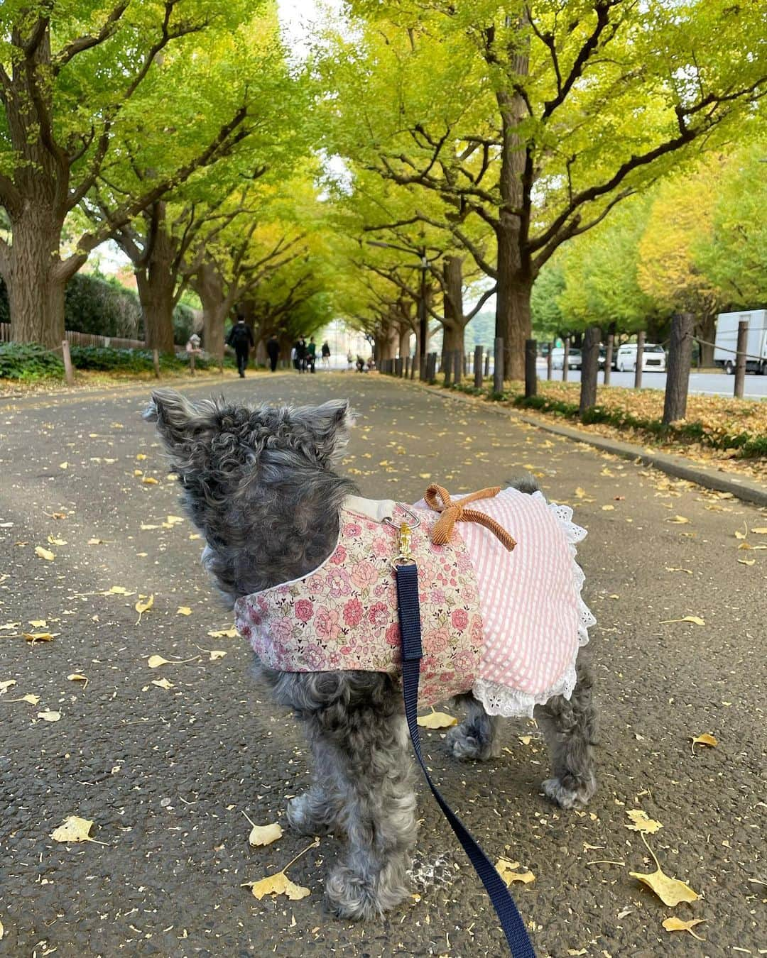 橘珠里さんのインスタグラム写真 - (橘珠里Instagram)「𝗛𝗮𝘃𝗲 𝗮 𝗹𝗼𝘃𝗲𝗹𝘆 𝘄𝗲𝗲𝗸𝗲𝗻𝗱🍂  銀杏並木 色付いてきていて綺麗でした  #銀杏並木 #いちょう並木 #イチョウ並木 #外苑前いちょう並木 #外苑銀杏並木 #神宮外苑いちょう並木 #神宮外苑イチョウ並木 #イチョウ #いちょう #銀杏 #マルプー #マルプー連合 #わんこのいる生活 #わんことお出かけ #ginkgotree #ginkgoleaves #ginkgotrees #gaienmae #tokyo #Japan #maltipoo #maltipoolove」11月5日 10時18分 - jurinu