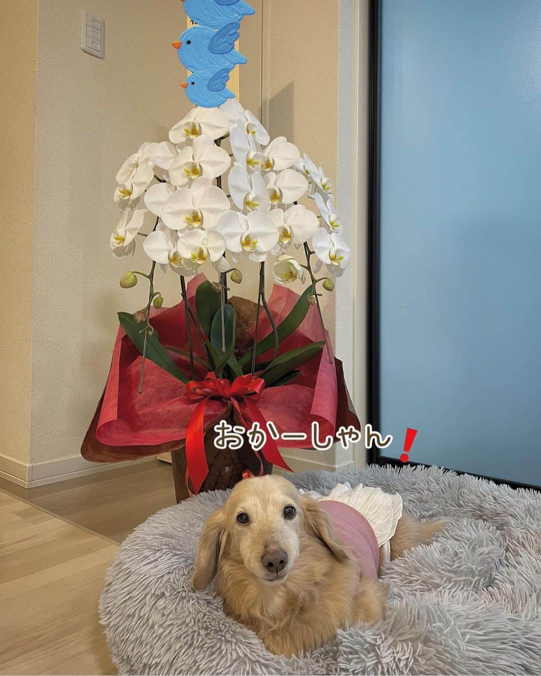 チズのインスタグラム：「立派な胡蝶蘭✨の前で ハイポーズ🐶📸  主人の母が叙勲綬章されました👏  ホント凄いなぁ💕  長年にわたる功績が認められ 嬉しい報告に家族一同喜んでいます👏  誠実な人柄で仕事への愛に溢れる母 今ほど女性が活躍する社会では なかった時に仕事に家庭に子育てに と邁進した母。  こんな人がいたから 今の社会があるんだなぁ〜と いつもそう思わされます🫶🏻  私が仕事で初めて会った12年前… 今尚、あの時と変わらない凛として 若々しい姿。現役感残ってる！  同じ女性として こんな風に年齢を重ねていくって 素敵だなぁって。  そして家族になり思うこと☘️  母の努力はもちろんですが その背景には、それを支えた父 子供たちの協力や理解があったこと そのことに母が感謝している なんと素敵な家族なんだろう😉  っていつも感じています🌱  #叙勲 #叙勲受章  #お祝い胡蝶蘭 これこそリアル #キャリアウーマン  #偉大な母です」