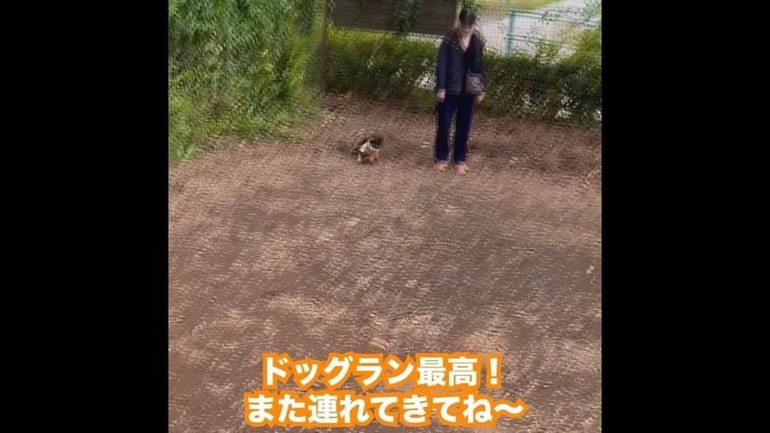 日本テレビ「秋のカラダWEEK」のインスタグラム：「. 🚨いよいよ最終日💨 #ウオーキングバトル珍風景🐾  ⋱＼　　　　🐶／⋰ 　#カラダWEEK犬 　#ドッグラン を歩いて ✅#東京都 を応援🎉 ／⋰🐕　　　　⋱＼  各都道府県のみなさん 応援ありがとう🙇🏻‍♂️  🏁#カラダWEEK [本日いっぱい] #ウオーキングバトル 参加は👇🏼 https://karada-week.sportstown-walker.jp/」