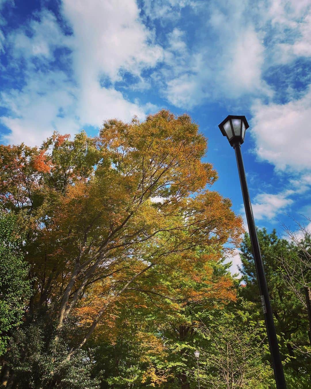 滝川クリステルのインスタグラム：「都心の木々も秋らしくなってきたねー🍂🍁 花粉にみなさん、お気をつけて。 #滝川クリステル」