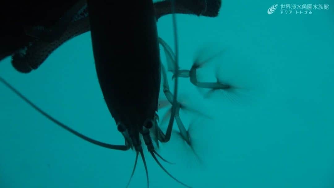 世界淡水魚園水族館 アクア・トト ぎふのインスタグラム：「器用な動きをするハサミあし。ふさ状の毛を使って食べ物を集めている、アフリカンロックシュリンプです。  #アクアトト #水族館 #aquarium #Africangiantshrimp #Atyagabonnensis #オアシスパーク #河川環境楽園」