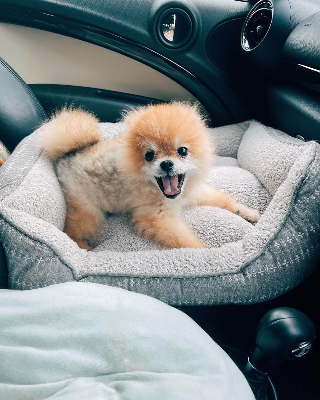 r_oseさんのインスタグラム写真 - (r_oseInstagram)「Car ride companion 🐻🚗〰️」11月5日 18時01分 - r_ose