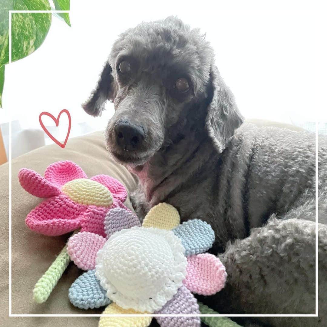 佐藤円香のインスタグラム：「. . . 妹にお花のおもちゃとマットを作ってもらいました⸜( ･ᴗ･ )⸝  クオリティが高い( ¨̮ )!!  #手作り #犬のおもちゃ #お花 #マット #骨型 #妹 #手編み #可愛いおもちゃ #ピンクのお花」