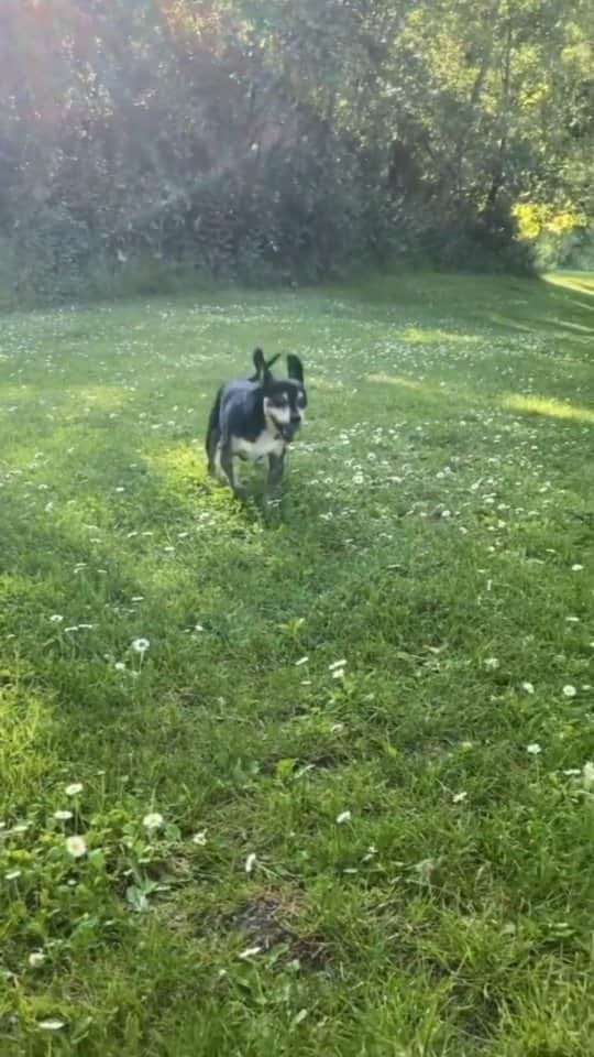Beautiful Nature & Animalsのインスタグラム：「Happiest dog 🐶 tag your friends  By @pushkingly」