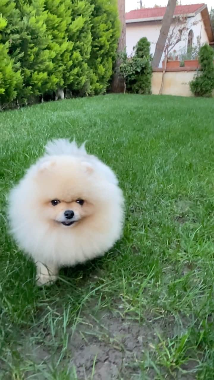 Shilaのインスタグラム：「Fluffiest happiest boy 🥰❤️」