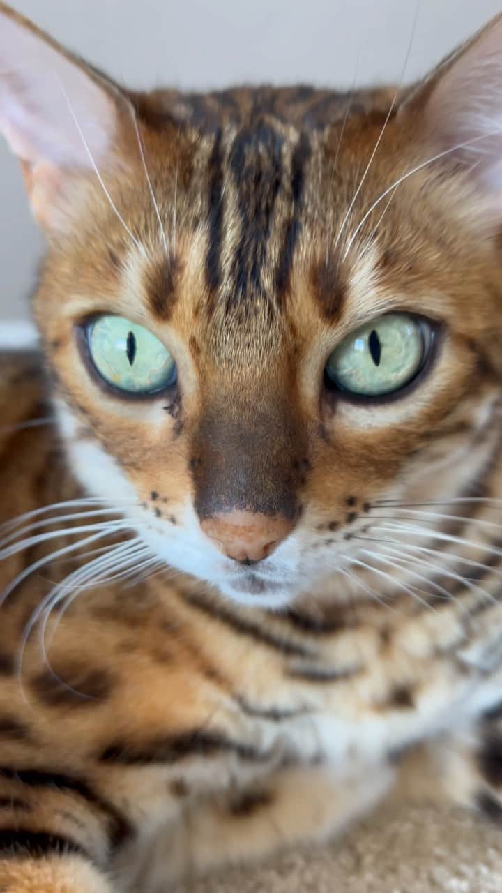Bensonのインスタグラム：「💚  .  #catsofig#bengalcat#bensonthebengal#cutepetclub#catsofinstagram#weeklyfluff#petstagram#cat#kitten#pet#instapet #animal #petsofinstagram#9gag#catlover#cute#猫#catsagram#lovecats#catsofworld #catoftheday    #meow#kitty#pets#cats#instacat #anythingforpets#petsmart#adorable #targetpets」