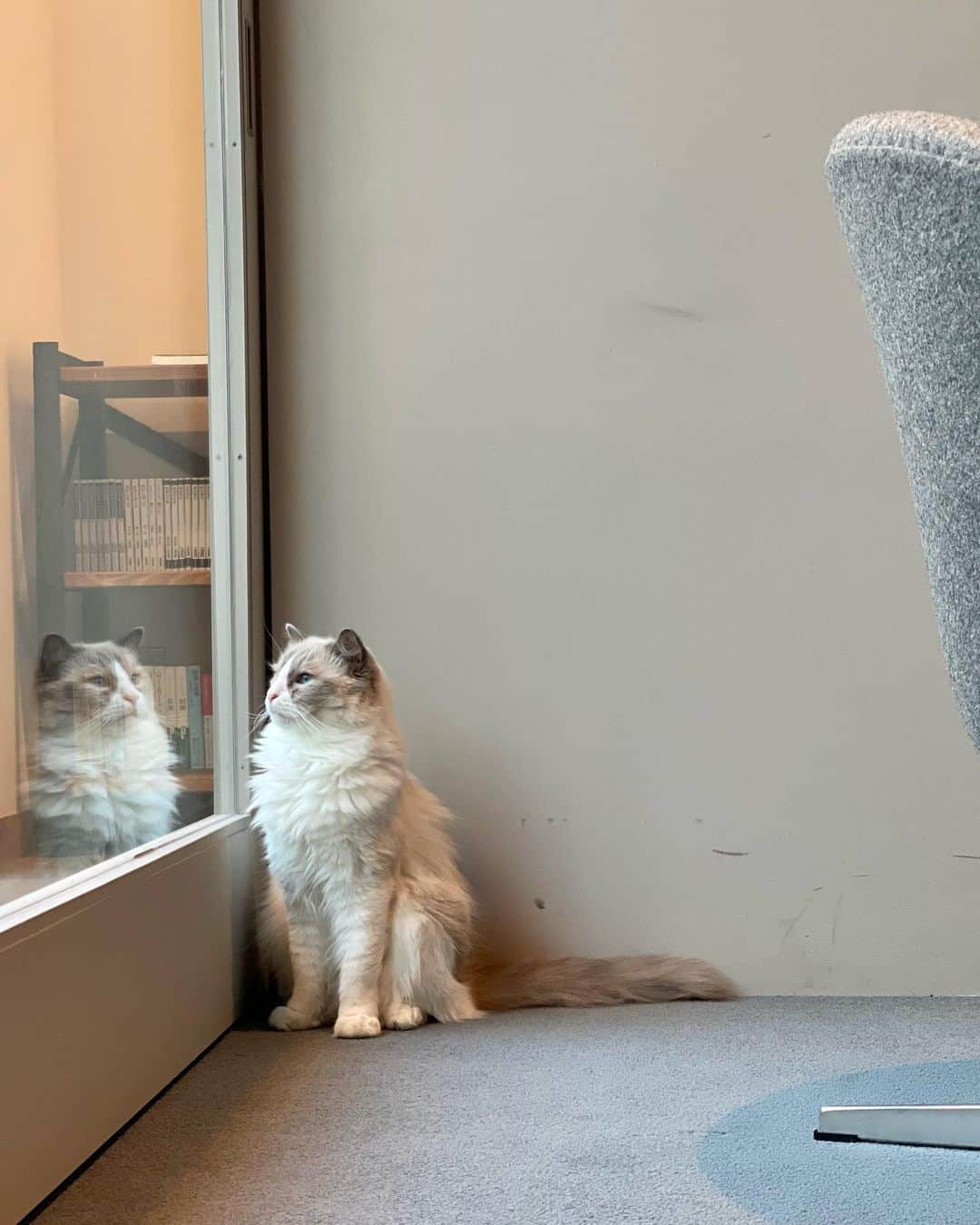 三浦瑠麗さんのインスタグラム写真 - (三浦瑠麗Instagram)「ねこねこシリーズ。ジーナちゃんはおしとやかにしていると美猫です。もちろんシャッとやってるときも美猫です。」11月6日 9時08分 - lullymiura