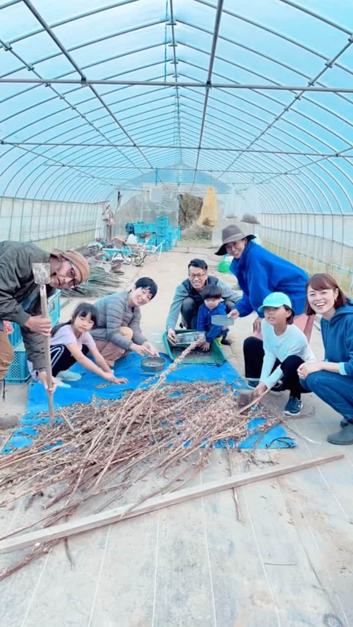 川瀬良子のインスタグラム：「2022年11月5日（土）【農縁プロジェクト】  栃木県益子町の農家・宮下さんの畑に 農作業好きなメンバーが集合！ この日は、畑お手伝い班と、地域の皆様との交流を深めるチーム2班に分かれ、それぞれワチャワチャと過ごしました😊 いろーんな方と交流できることが農作業の魅力だな〜！と、改めて実感！ 教育現場で長年活躍していた方や、現役の大学の教授や地域の大学生、東京で働いているメンバーと農作業したり、焼き芋の火を見つめながらの会話が楽しい楽しい😊  このようなコミュニティの場に“農”って本当にピッタリですよね〜！  こーゆー時間が好きだな〜！と改めて感じた1日でした！  いつもは農作業で全身筋肉痛になりますが、 今回はほぼお話していたので👏🏻笑いっぱなしでほっぺたと腹筋が痛い🤣  宮下さん、次回はガッツリ、農作業のお手伝いに行きますね🤣  みなさん！ありがとうございました〜🌈  🌱🌱🌱  #栃木県 #益子町 #農縁プロジェクト #農業 #農家 #農作業 #農 #農業体験 #野菜 #収穫 #ごま #胡麻収穫 #焼き芋 #コミュニティ」