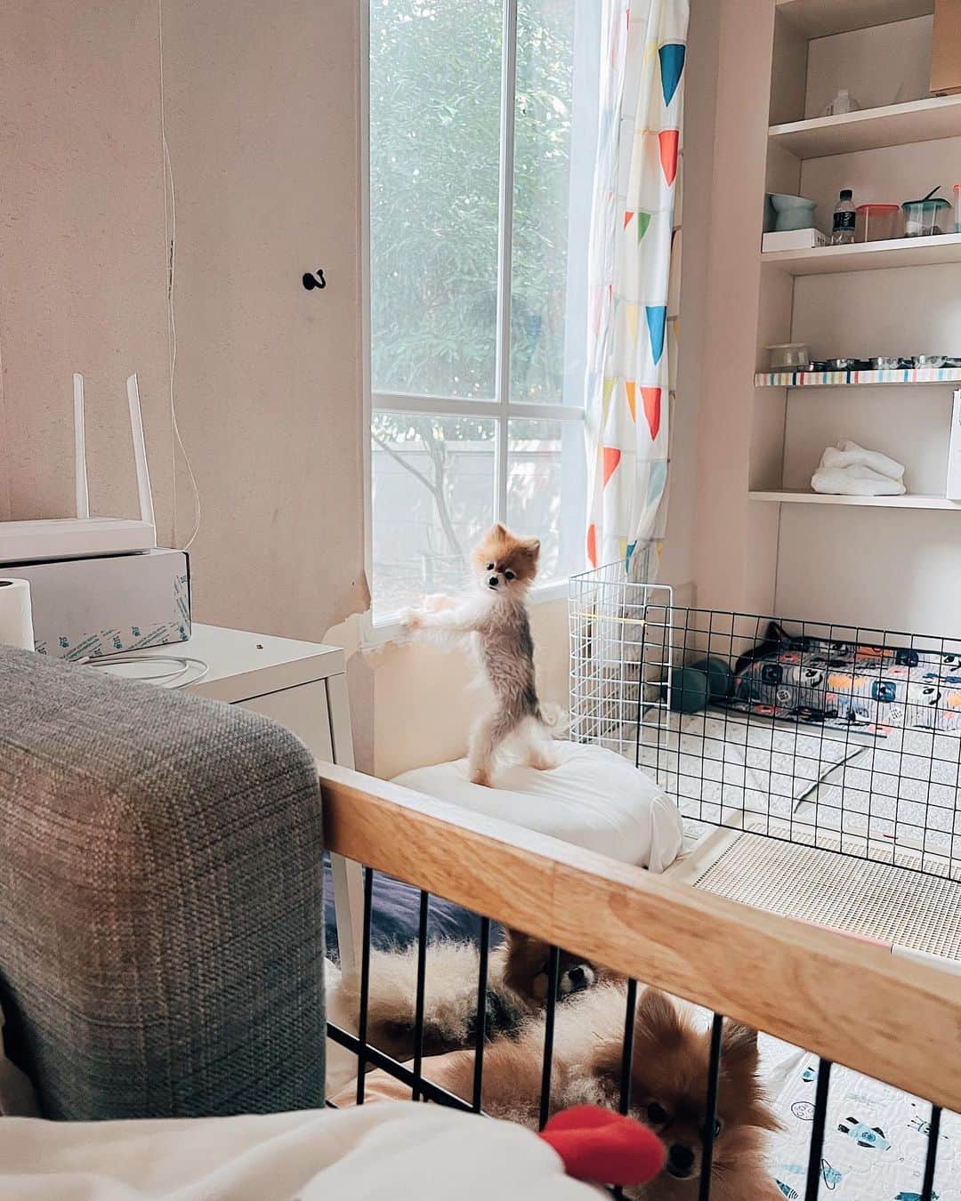 r_oseのインスタグラム：「All clear!!! 🐻🚨〰️ No squirrels on our territory🐿️🍂🍃」