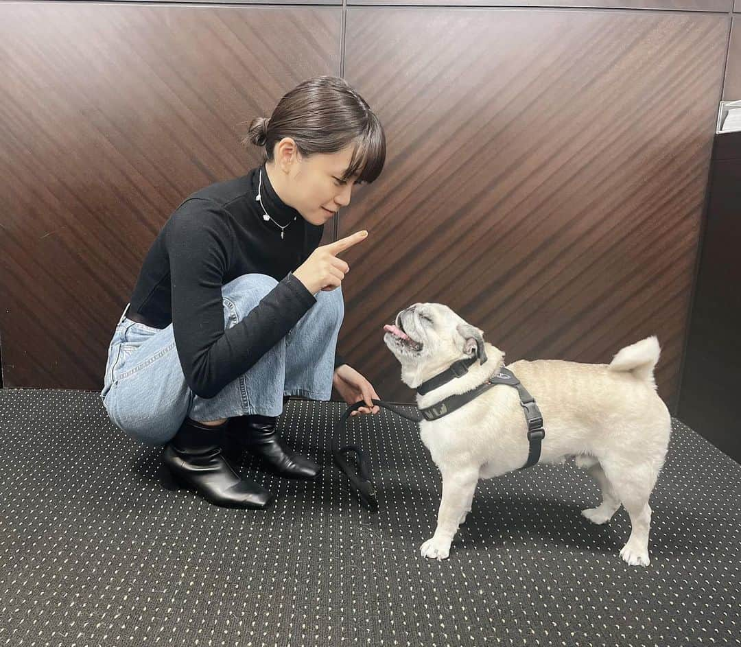 深川麻衣 のインスタグラム：「🐶 事務所の方の愛犬、パグのぶんちゃんと対面。 おすわり！と言ってる私と、 全然聞いてないぶんちゃんです。笑  今夜、BS-TBS「サワコ」第6話放送です！ いよいよ後半戦に突入🔥 2章もゾクゾクです…。ぜひ見てくださいっ。」