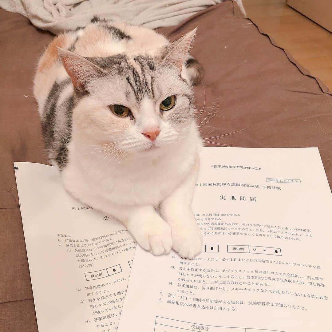 Natsukiさんのインスタグラム写真 - (NatsukiInstagram)「今日は愛玩動物看護師国家試験　予備試験でした。久しぶりの試験に仕事しながらの勉強のペースも掴めず一苦労。  ひとまず予備試験は簡単めだったから大丈夫なはず。  予備試験受かれば2月に国家試験！  猫って、とりあえず乗るよねー笑  #cat  #scottishfold  #ねこのいる暮らし」11月6日 18時56分 - milky517