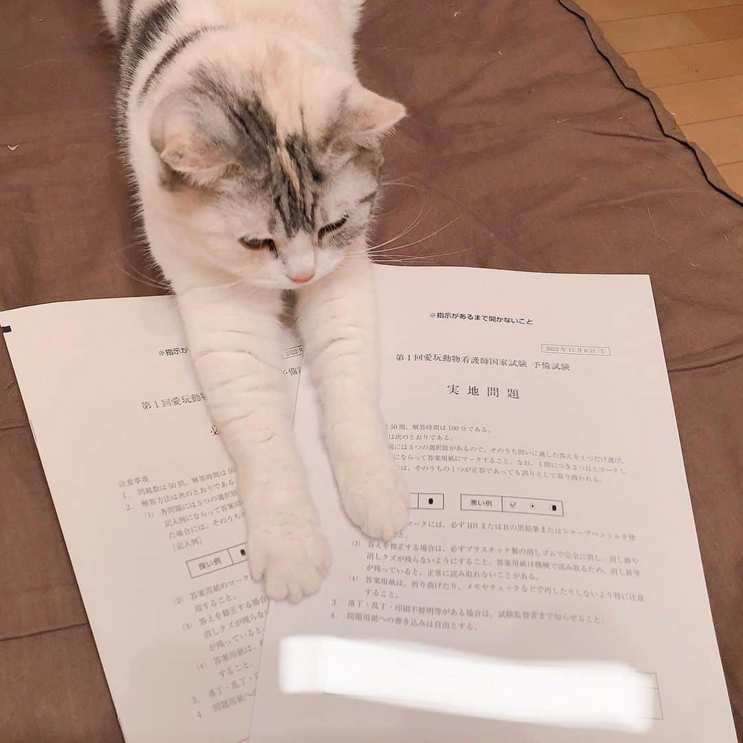 Natsukiさんのインスタグラム写真 - (NatsukiInstagram)「今日は愛玩動物看護師国家試験　予備試験でした。久しぶりの試験に仕事しながらの勉強のペースも掴めず一苦労。  ひとまず予備試験は簡単めだったから大丈夫なはず。  予備試験受かれば2月に国家試験！  猫って、とりあえず乗るよねー笑  #cat  #scottishfold  #ねこのいる暮らし」11月6日 18時56分 - milky517