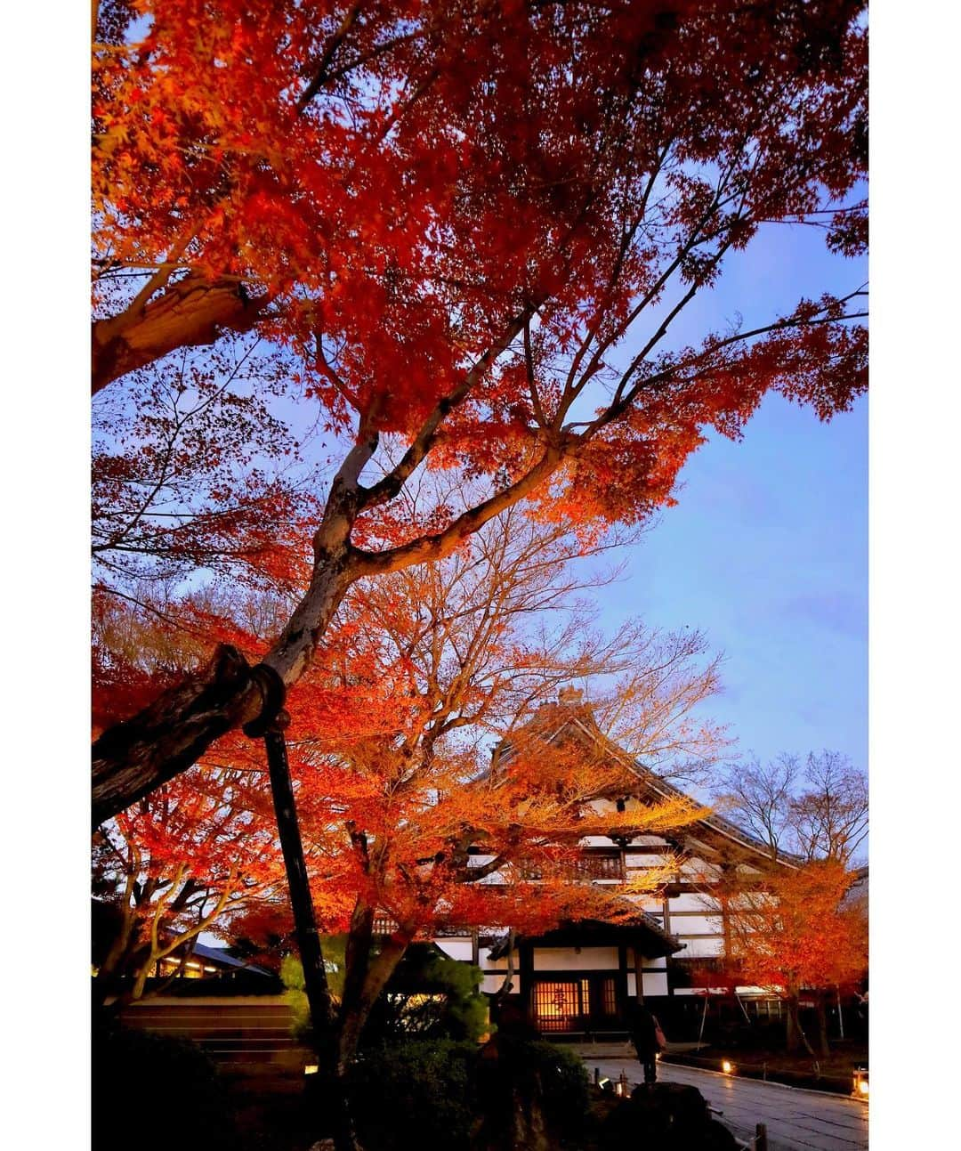 斎藤ちはるさんのインスタグラム写真 - (斎藤ちはるInstagram)「去年撮影した紅葉🍁 . 今年も撮りに行きたいなぁ☺️ . . #真っ赤 #枯れる #直前 #葉 が #少し少ない のも #なんだか #好き #chihashot . . #斎藤ちはる#テレビ朝日アナウンサー#テレビ朝日#テレ朝#アナウンサー#紅葉#もみじ#紅葉スポット#紅葉シーズン#紅葉の季節#カメラ#カメラ好き#ミラーレス#ミラーレス一眼#ミラーレス一眼カメラ#ミラーレスカメラ#ミラーレス女子#単焦点#単焦点レンズ#単焦点の世界#京都」11月6日 19時06分 - chiharu_saito_ex