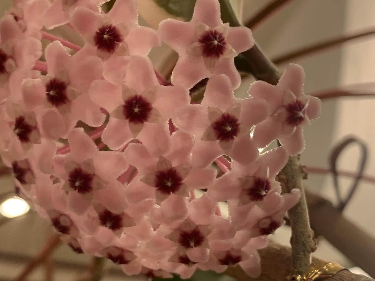 ジュディ・オングのインスタグラム：「ウォウォウォ！母の桜蘭が今年同じ所から５回目の花を咲かめました！ママさん〜ありがとうございます😊‼️」