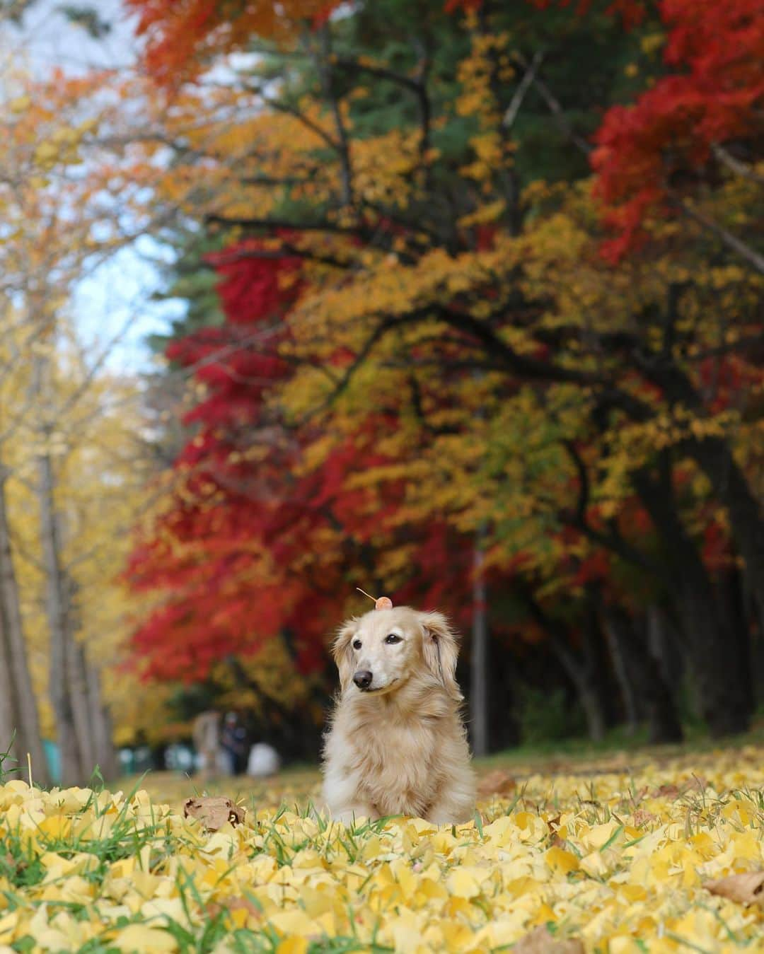 ハッチ＆ニコさんのインスタグラム写真 - (ハッチ＆ニコInstagram)「紅葉も終盤です🍁 頭が銀杏臭くなっちゃう🐶  #カメラ嫌い同好会  #犬の生活が第一 #癒しわんこ #dachshund #ダックス #犬バカ部 #短足部 #ふわもこ部」11月6日 20時18分 - hacth427