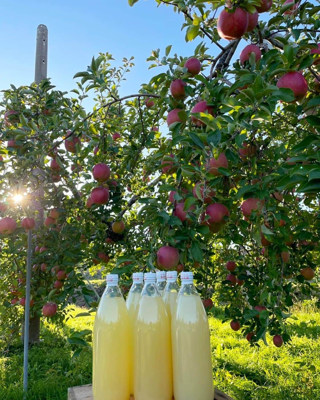 藤田航生さんのインスタグラム写真 - (藤田航生Instagram)「. . . . 兄の🍎只今収穫中です！ まだまだご注文も受付中です🙇‍♂️ . . ↓DMにてお問い合わせ下さい🙏 @fujita_applefarm  . . . . #青森#りんご#藤田りんご#リンゴジュース #🍎#サンフジ#りんご農園#蜜入り#弘前#弘前市」11月6日 21時33分 - ko_ki.1211