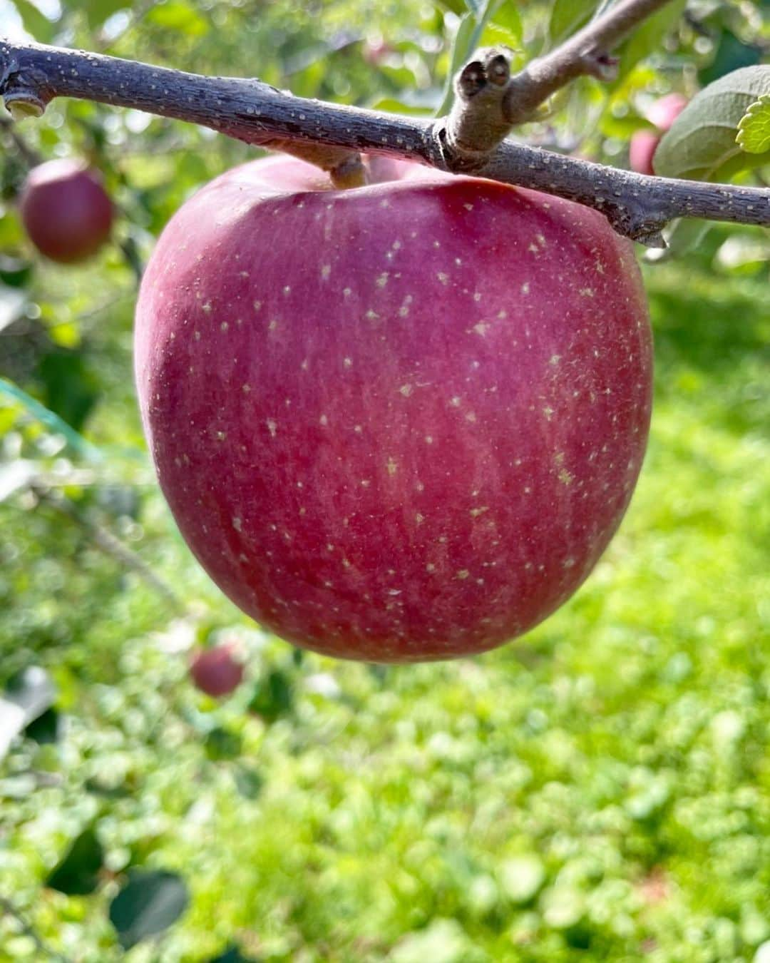 藤田航生さんのインスタグラム写真 - (藤田航生Instagram)「. . . . 兄の🍎只今収穫中です！ まだまだご注文も受付中です🙇‍♂️ . . ↓DMにてお問い合わせ下さい🙏 @fujita_applefarm  . . . . #青森#りんご#藤田りんご#リンゴジュース #🍎#サンフジ#りんご農園#蜜入り#弘前#弘前市」11月6日 21時33分 - ko_ki.1211