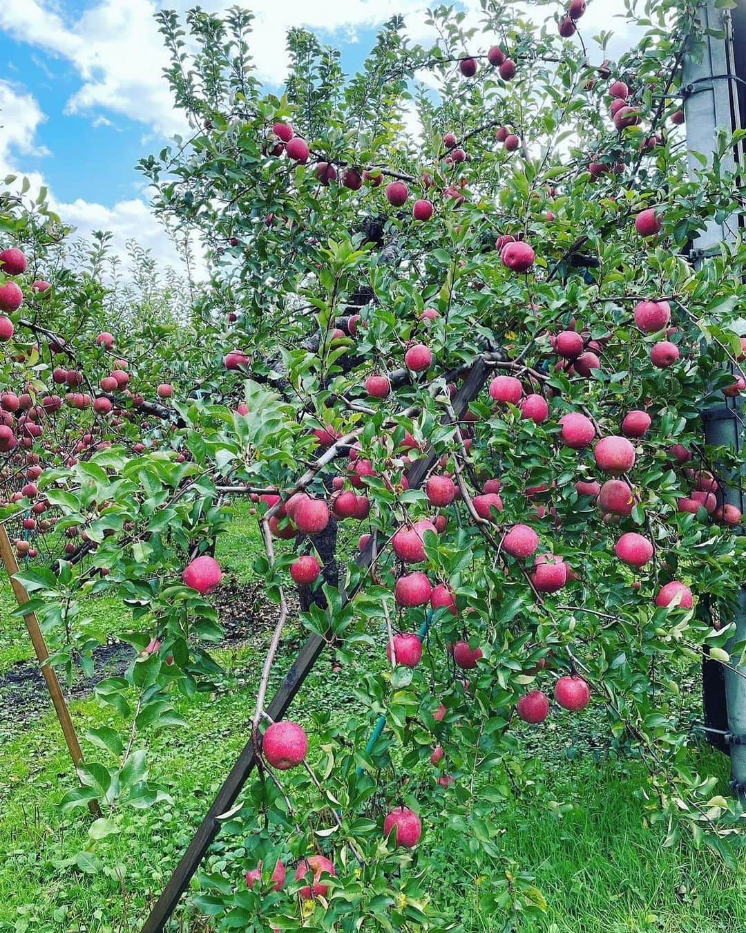 藤田航生さんのインスタグラム写真 - (藤田航生Instagram)「. . . . 兄の🍎只今収穫中です！ まだまだご注文も受付中です🙇‍♂️ . . ↓DMにてお問い合わせ下さい🙏 @fujita_applefarm  . . . . #青森#りんご#藤田りんご#リンゴジュース #🍎#サンフジ#りんご農園#蜜入り#弘前#弘前市」11月6日 21時33分 - ko_ki.1211