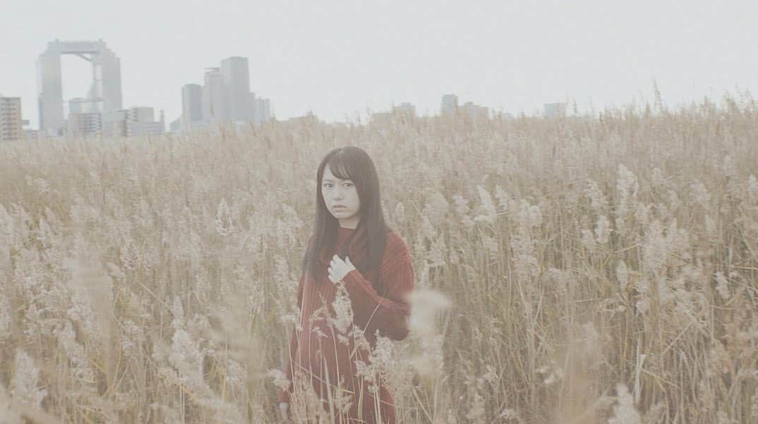 宮澤じゅりさんのインスタグラム写真 - (宮澤じゅりInstagram)「.＊.*・°○.・ . . 辺り一面がススキでした♪ . . どこか懐かしい風景☺︎ . . .☆☆☆☆☆☆☆☆☆☆. . YouTube Video Portrait 14 Yodogawa riverside-Osaka . .☆☆☆☆☆☆☆☆☆☆. . . .＊.*・°○.・」11月6日 22時14分 - juria_kubo