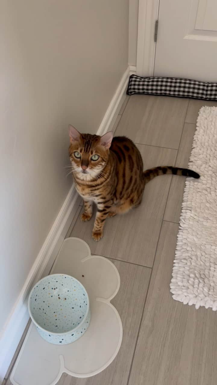 Bensonのインスタグラム：「More food   .  #catsofig#bengalcat#bensonthebengal#cutepetclub#catsofinstagram#weeklyfluff#petstagram#cat#kitten#pet#instapet #animal #petsofinstagram#9gag#catlover#cute#猫#catsagram#lovecats#catsofworld #catoftheday    #meow#kitty#pets#cats#instacat #anythingforpets#petsmart#food #targetpets」