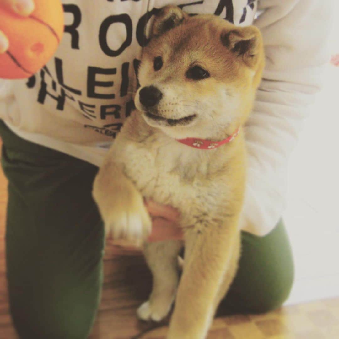 Hanamichi ＆ ℕㆁℜ〡ｋㆁ♡のインスタグラム：「・ カメラロールから、お久しぶりの赤ちゃんﾊﾅﾐﾁくん発見☆ わんぱくさは今も変わらない☺︎ ・ #このボールぼろぼろやけどまだあるし #たれみみちゃん  #柴犬 #しばいぬ #子犬 #わんこ #dog #shiba #puppy #love #cute #shibastagram #puppystagram #dogsofinstagram  ・」