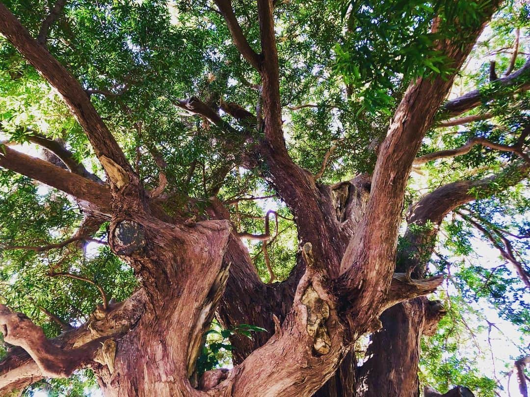井上幸太郎のインスタグラム：「安養院の槙の木。 天然記念物らしい。 昨日はいい陽気だったなー」