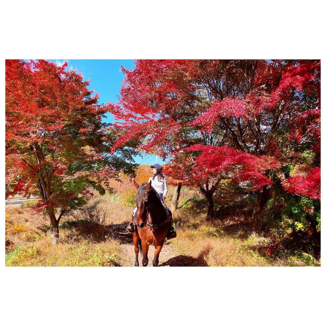 大塚愛さんのインスタグラム写真 - (大塚愛Instagram)「紅葉狩り2022  AIO　#紅葉 #秋 #乗馬 #散歩」11月7日 13時22分 - aiotsuka_official