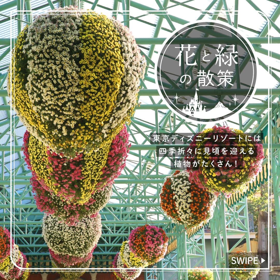 東京ディズニーリゾートさんのインスタグラム写真 - (東京ディズニーリゾートInstagram)「⁡ 🌿 #花と緑の散策 🌿 これからの季節に東京ディズニーランドで見ることができる植物をご紹介します🎶 ⁡ #chrysanthemummorifolium #adventureland #tokyodisneyland #tokyodisneyresort #キク #アドベンチャーランド #東京ディズニーランド #東京ディズニーリゾート」11月7日 15時01分 - tokyodisneyresort_official