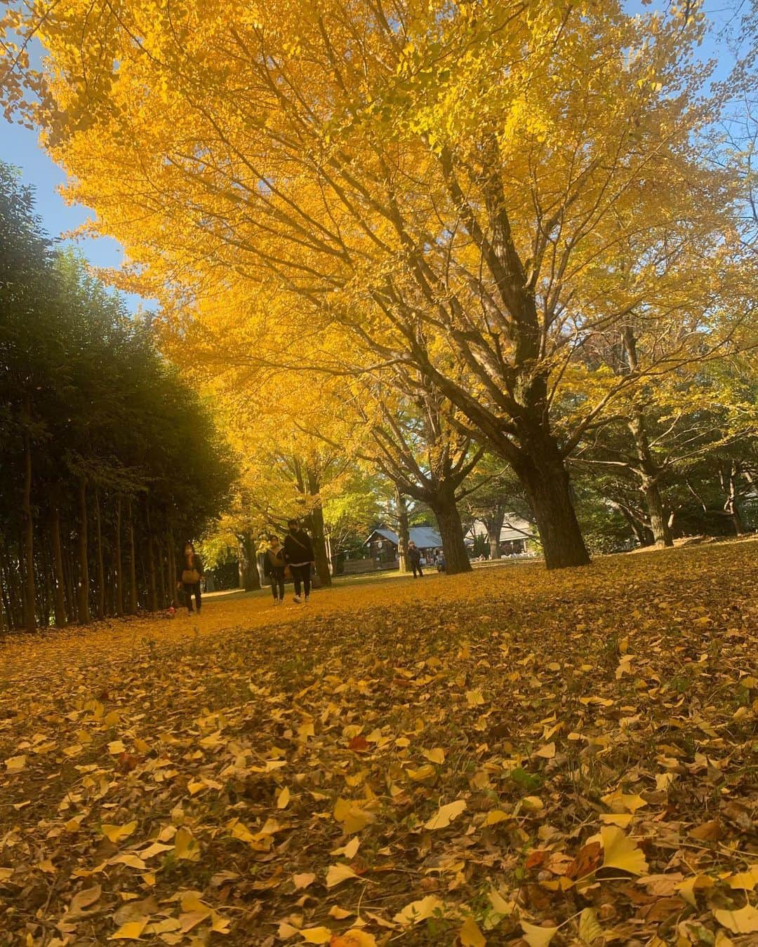 田中悦子さんのインスタグラム写真 - (田中悦子Instagram)「気持ちいいウォーキングでした🍁🍁🍁  かたらいのイチョウ並木 来てみたかった場所…  あと1週間ほどで真っ黄色になるそうですよ❣️  まだ続く…  #国営昭和記念公園  #イチョウ並木 #6キロくらい歩いたかな」11月7日 16時50分 - etsuko.reborn25