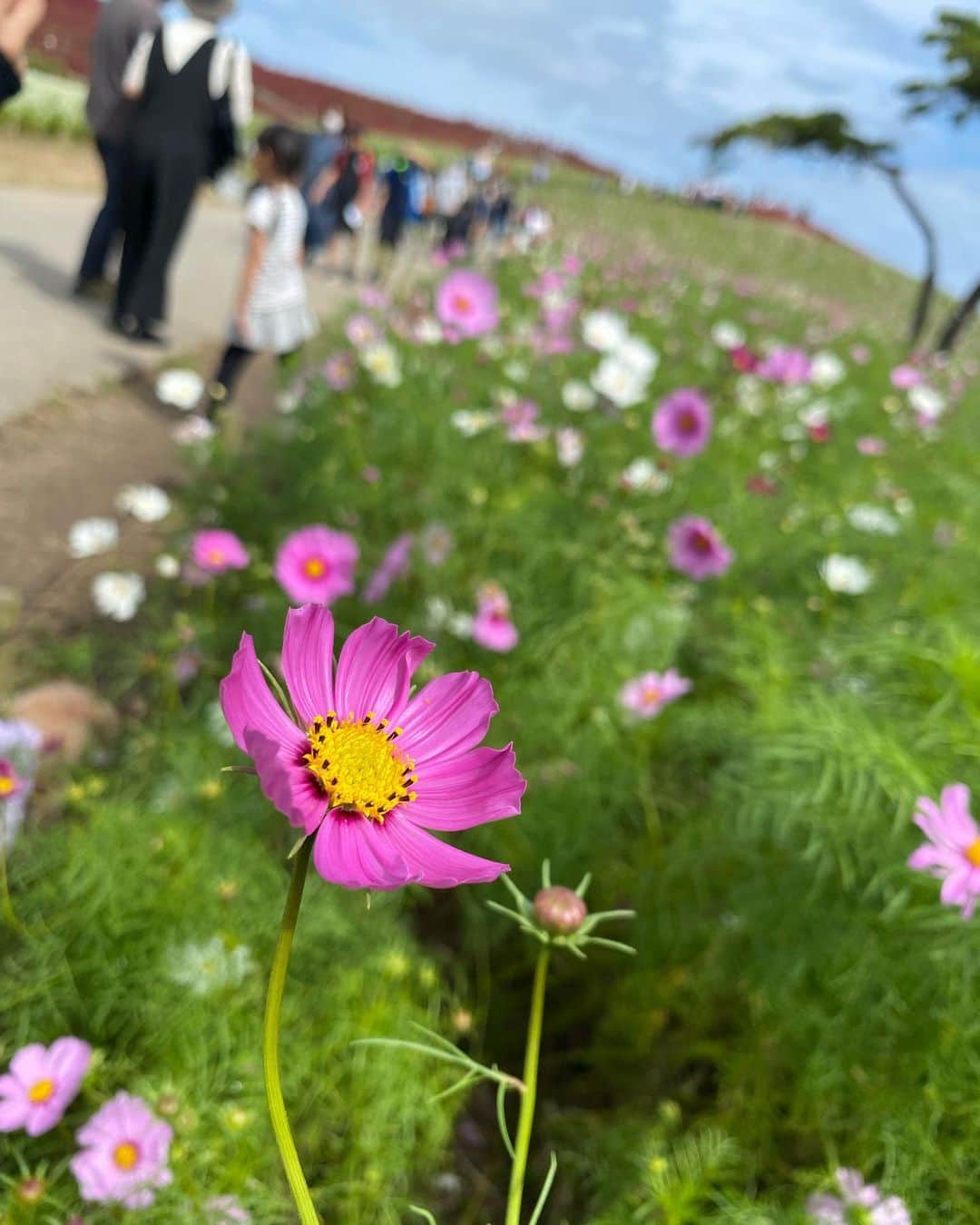 谷桃子のインスタグラム：「みなさん🤗✨ 元気にしてますか？？ Instagramを更新しなさ過ぎて、 もう何から更新していいのか分からずに 11月を迎えました笑笑  私も主人も娘たちもうさ丸もメチャクチャ元気です😋🎵✨💕安心してください♡♡  これから溜まりに溜まった写真を マイペースにアップして行きますね☺️✨🌸✨  暇な時に見てください(*´꒳`*)✨☘️  #Instagram #いつぶりの更新？？ #9月9日の誕生日ぶりだわ #なんてこっただわ笑笑」
