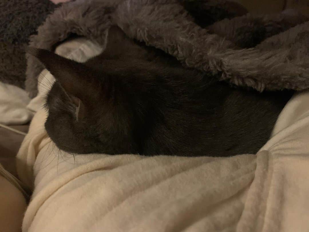 のインスタグラム：「脇と身体の間にむりむり入って来るねこ #ゆげ #ブリティッシュショートヘア」