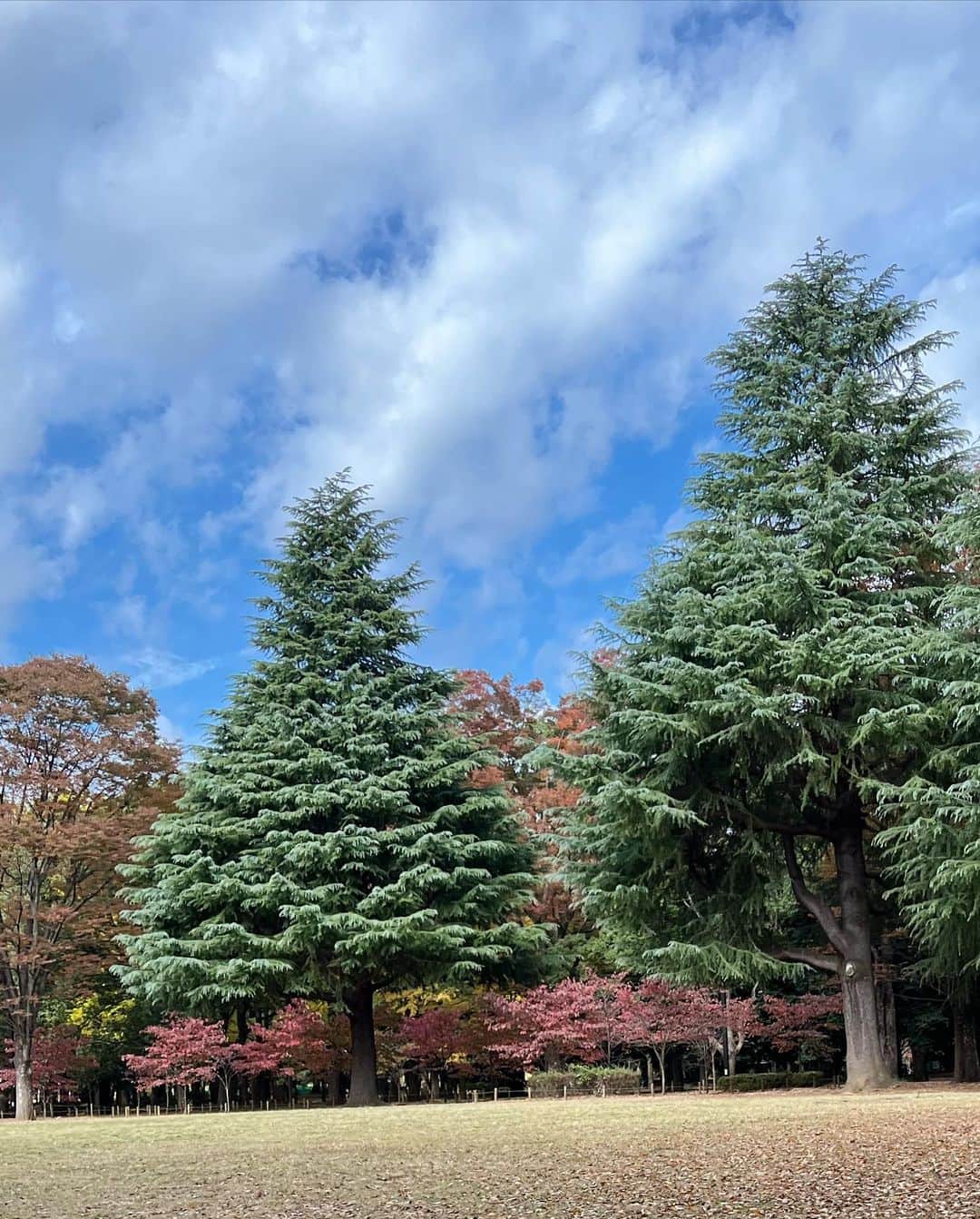 北村太樹さんのインスタグラム写真 - (北村太樹Instagram)「チャリ通がいいのね、この季節。🍁 上目遣いずるいな。」11月7日 20時21分 - taiki_.kitamura