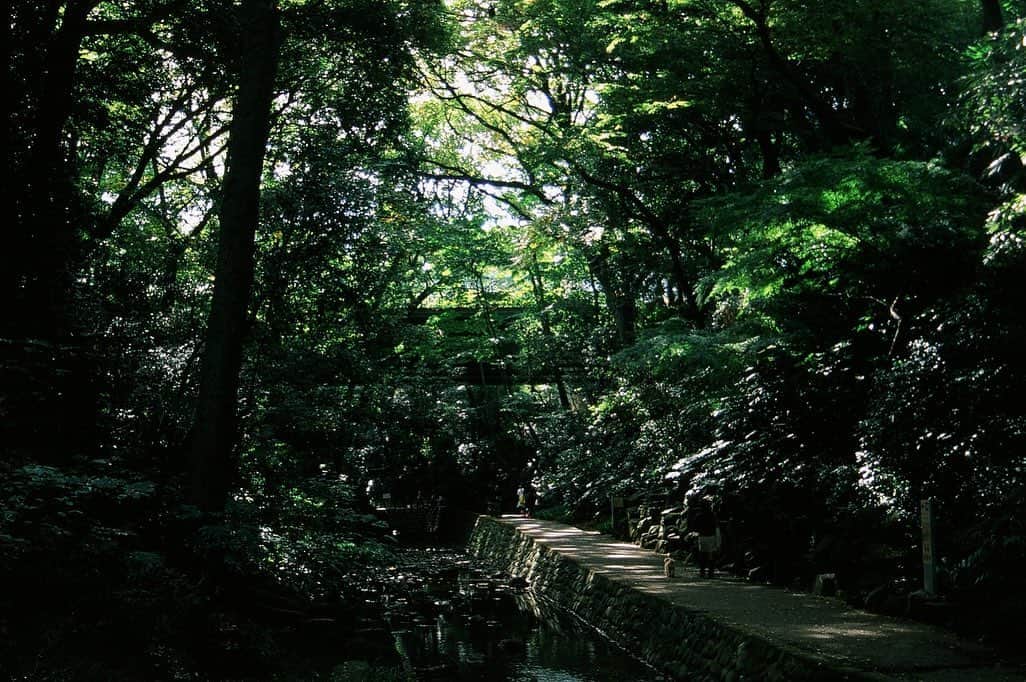 金野美穂さんのインスタグラム写真 - (金野美穂Instagram)「リフレッシュしたい時は 自然のパワーを全身で感じるのが 私には合ってるみたいです🌱✨」11月7日 21時05分 - kaneno_miho