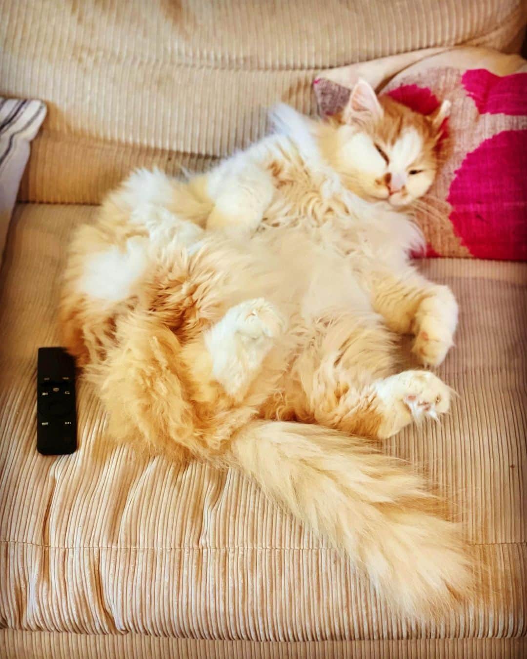 エイドリアン・ブロディのインスタグラム：「🐈 #happymonday」