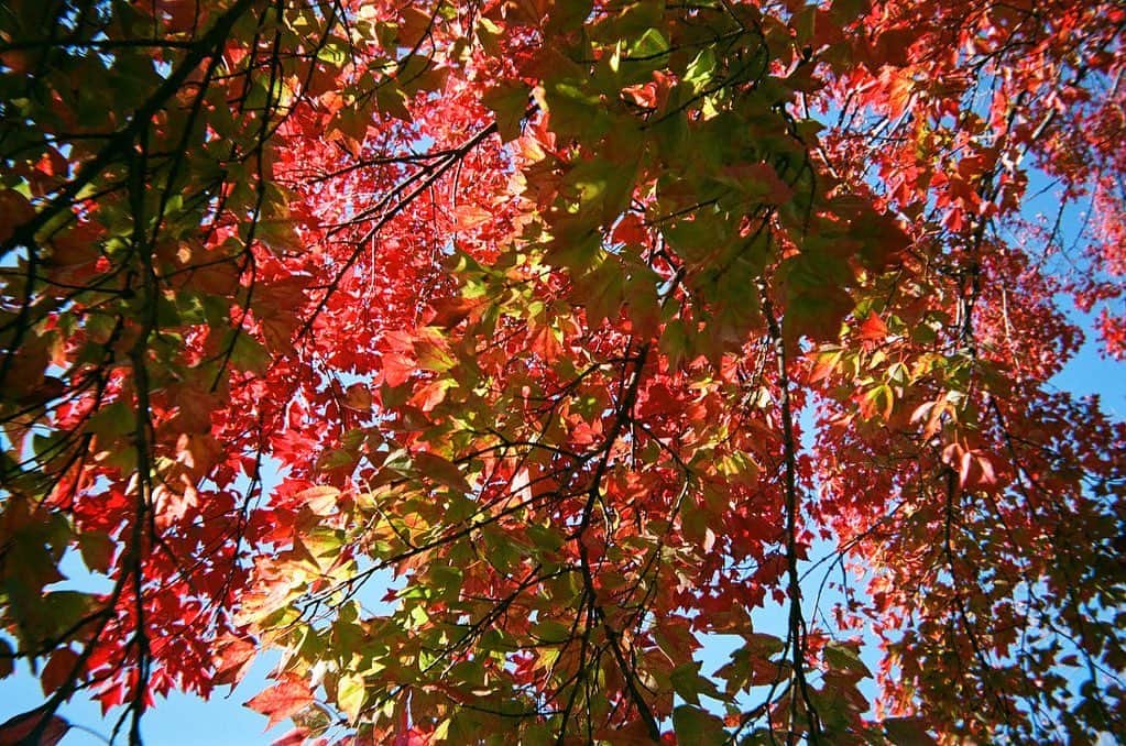 金野美穂さんのインスタグラム写真 - (金野美穂Instagram)「インスタに秋色を🍁  今まで好きな季節冬！ って大ざっぱに言ってたけど､､ （布団に潜って寝るのがすき）  寒くもあり、 雲一つない青空が多く見られる、秋が好きかもー！！！！！  青空見てクルクル回ってたら ミュージカルじゃんって言われました笑」11月8日 9時44分 - kaneno_miho