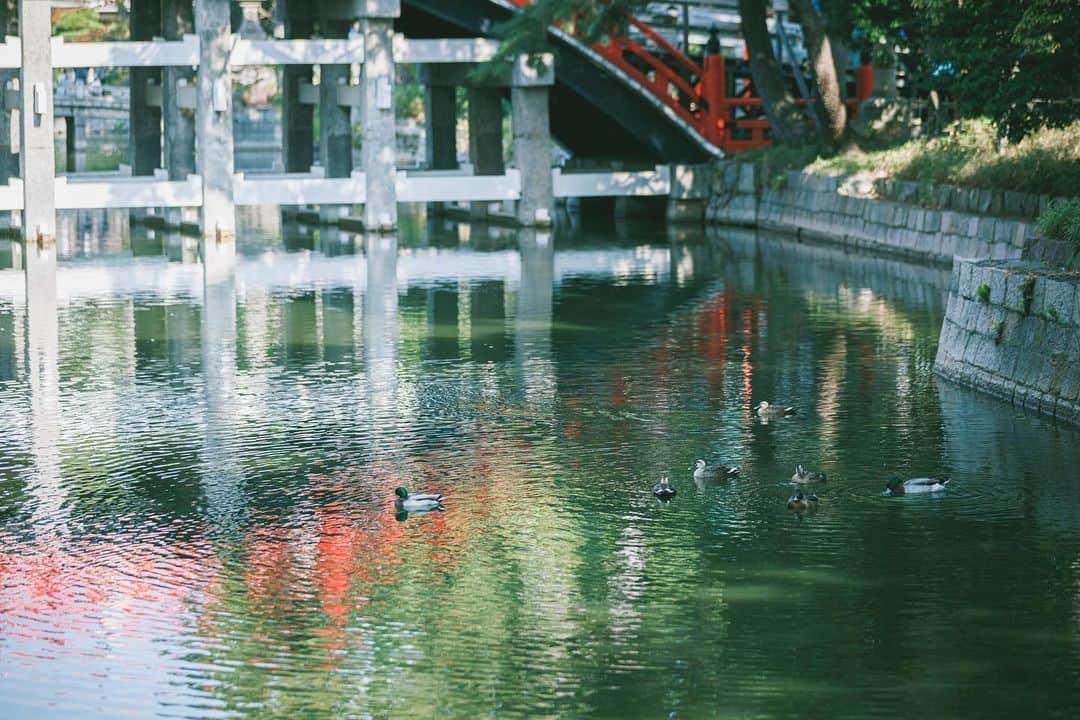 住吉大社 | sumiyoshitaishaのインスタグラム：「#反橋 #太鼓橋 #神池 #鴨 #住吉大社 #神社 #日本 #sumiyoshitaisha #osaka #japantrip #osakatrip #shrine #japan #大阪 #大阪観光」